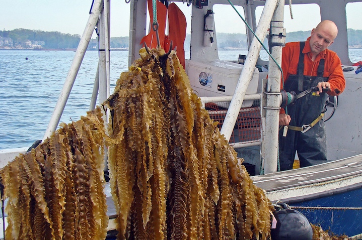Bren Smith - Sustainable Kelp Farming - eTown