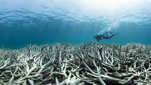 Jeff Orlowski - Chasing Coral - eTown