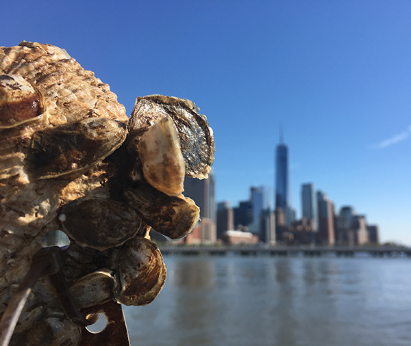 eTown eChievement Award - Billion Oyster Project